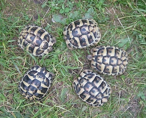 weibliche griechische Landschildkröten NZ 2022 und 2023
