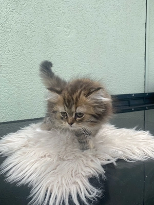 Perser Main Coon Kitten Bild 3