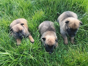 Malinois Husky Schäferhund Welpen 