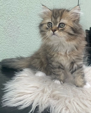 Perser Main Coon Kitten