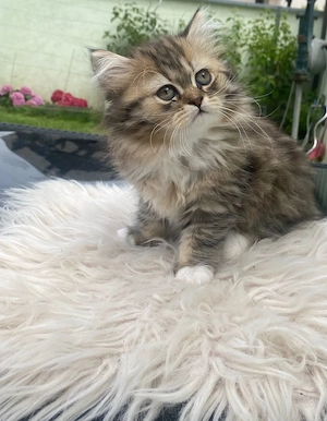 Perser Main Coon Kitten Bild 2