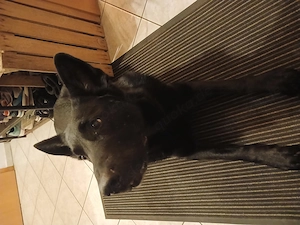 Deutscher schwarzer Schäferhund