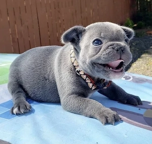Französische Bulldoggen Welpen 