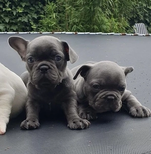 Französische Bulldoggen Welpen  Bild 5