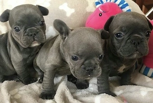Französische Bulldoggen Welpen mit Blue Augen und Papieren  Bild 4