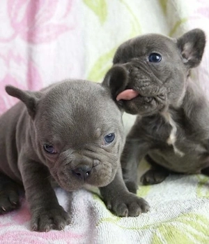 Französische Bulldoggen Welpen  Bild 8