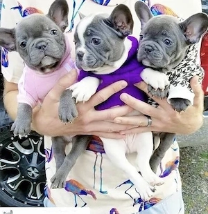Französische Bulldoggen Welpen  Bild 2
