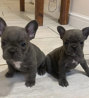 Französische Bulldoggen Welpen  Bild 9
