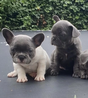 Französische Bulldoggen Welpen  Bild 4