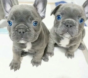 Französische Bulldoggen Welpen  Bild 7