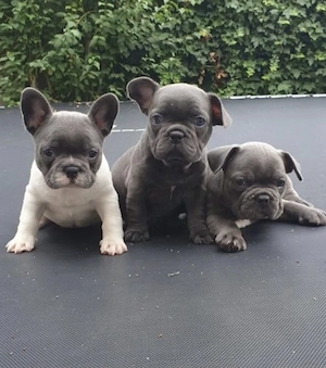 Französische Bulldoggen Welpen  Bild 6