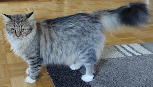 Perser Main Coon Kitten Bild 4