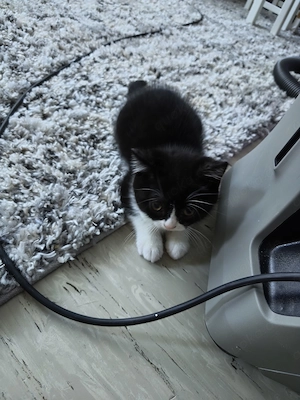 Liebes BKH Mädchen  Bild 3