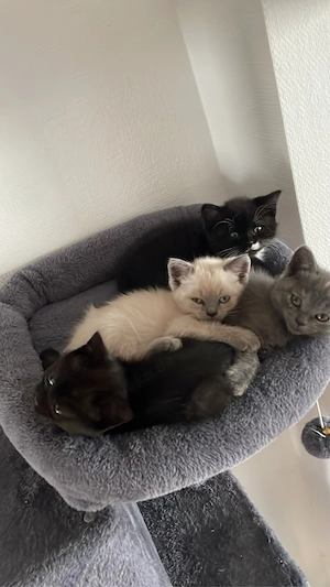    Unsere bunte Rasselbande sucht ein Zuhause!