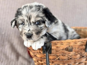 Golden Aussie   Australian Retriever - 75 % Australian Shepherd Welpen Mit Papieren 