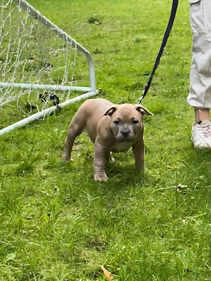 American Bully Pocket abkc 