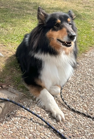 Englische Collie Hündin 