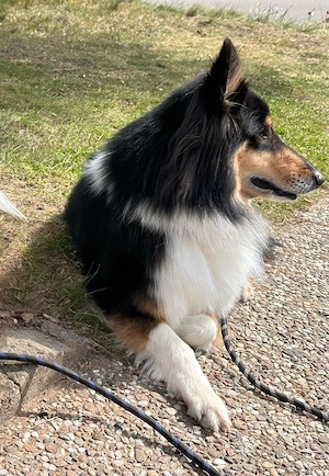Englische Collie Hündin 