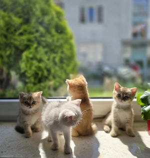 bkh Kitten 