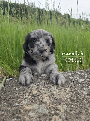 Aussiedoodle Welpen (Australian Shephard Königspudel)