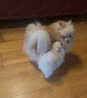 reinrassige Pomeranian  Zwergspitz  welpen 