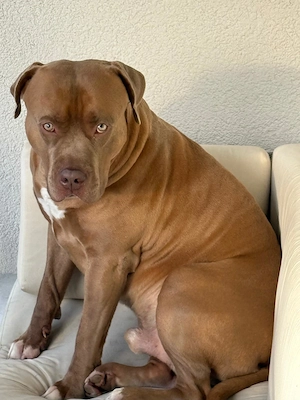 American Bully XL Deckrüde  Macho    kräftig, liebevoll & charakterstark Bild 5
