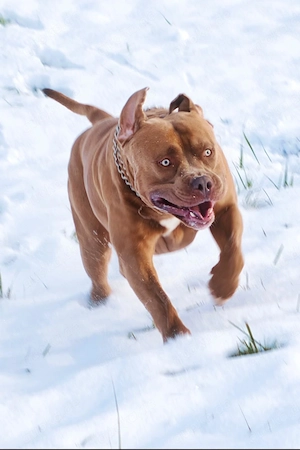 American Bully XL Deckrüde  Macho    kräftig, liebevoll & charakterstark