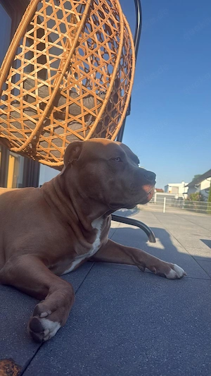 American Bully XL Deckrüde  Macho    kräftig, liebevoll & charakterstark Bild 4