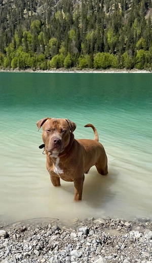 American Bully XL Deckrüde  Macho    kräftig, liebevoll & charakterstark Bild 2