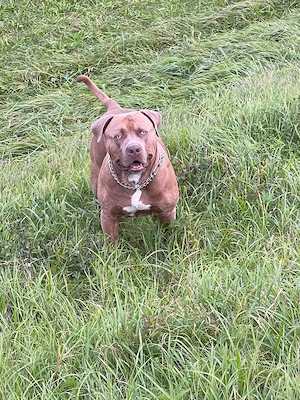 American Bully XL Deckrüde  Macho    kräftig, liebevoll & charakterstark Bild 3