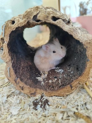 handzahme Zwerghamster Babys