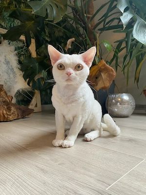 Devon Rex Kater 
