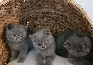 Wunderschöne BKH kitten blue grau Britisch Kurzhaar
