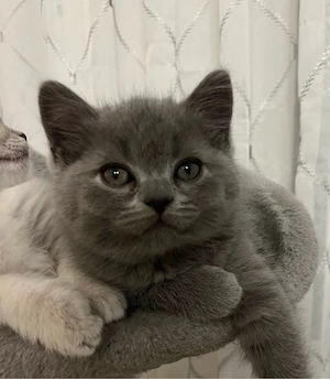 British Shorthair