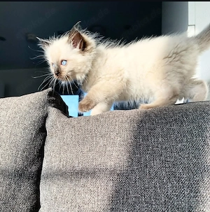 Dieses wunderschöne Ragdoll-Kätzchen ist voller Liebe und Zuneigung.