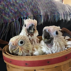 Reservieren Sie noch heute Ihr handaufgezogenes Baby Goffin- und Sonnenschirm-Kakadu