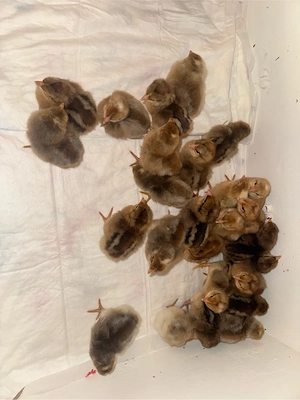 Bielefelder Kennhuhn 