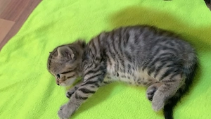 BKH kitten