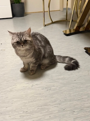britisch kurzhaare kater