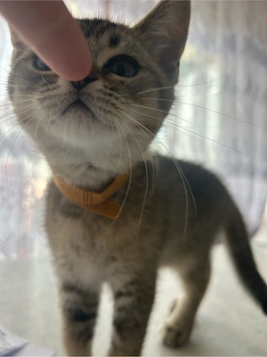 Wunderschönes BKH-Kätzchen (Golden Tabby) sucht ein liebevolles Zuhause!
