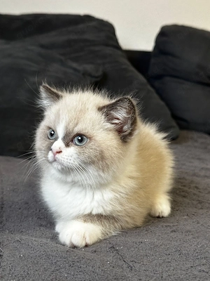 Babys Katze Bkh 