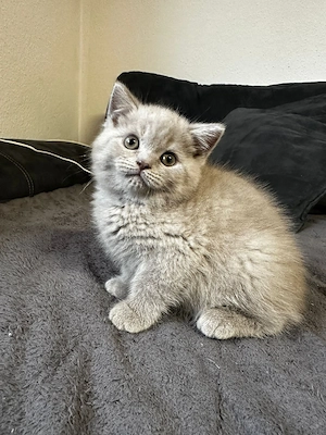 Babys Katze Bkh 
