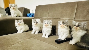 ketten verkaufen