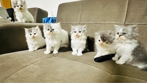 kitten verkaufen