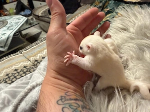 Sugar Glider babys