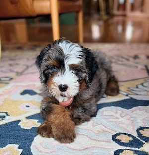 Mini Bernedoodle