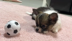 Chihuahua-Welpe