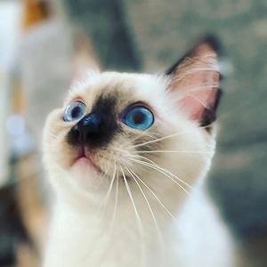 Ragdoll-Kätzchen