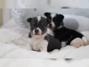 Wir haben wunderschöne Chihuahua Welpen mit Stammbaum anzugeben.