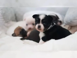 Gesunde Chihuahua-Welpen suchen ein liebevolles Zuhause